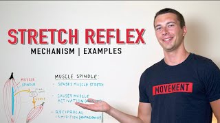 Stretch Reflex Explained  Muscle Spindle Activation [upl. by Eillek362]