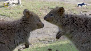 Rottnest Island Kingdom of the Quokka Trailer [upl. by Aenotna]