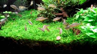 ひかりクレストキャットをつつくミクロラスボラspハナビ Danio margaritatus feeding [upl. by Assil]