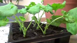 Jak rozmnażać pelargonie How to take cuttings of geranium [upl. by Lauralee]