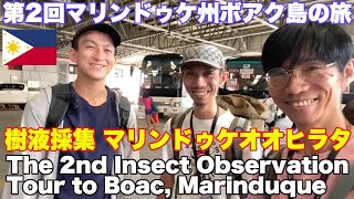 マリンドッケオオヒラタを求め第2回マリンドゥケ 昆虫採集ツアー。樹液採集 2nd Marinduque insect observation and got many Dorcus titanus [upl. by Petunia]