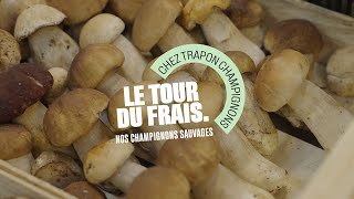 Grand Frais  Le Tour du Frais avec William gérant de Trapon Champignons Sauvages [upl. by Ecinnahs]