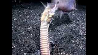 How a Bobbit worm eats [upl. by Dell]