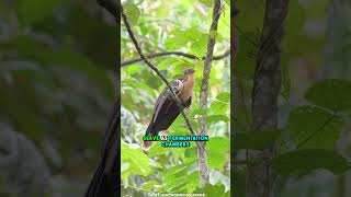 This Bird Smells Like Poop  Hoatzin [upl. by Nereids]