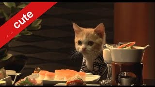 Cats CM Japan Tripじゃらんの猫ＣＭ 「にゃらん 師匠と弟子の旅の巻 まとめ [upl. by Schiro]