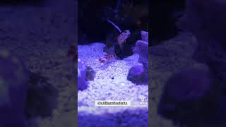 The best reef hack A shrimp and goby pair Yasha Goby and Randalls pistol shrimp reeftank fish [upl. by Streeter]