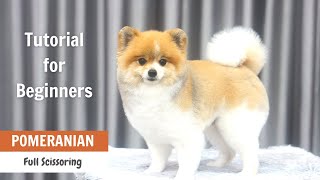 Pomeranian Grooming Tutorial for Beginners  ASIAN CUTE DOGS [upl. by Storz]