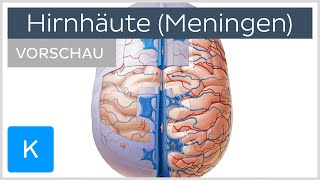 Die Hirnhäute Dura Arachnoida Pia Vorschau  Anatomie des Menschen  Kenhub [upl. by Ennoirb]