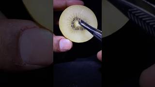 Removing KiWi Seeds satisfying asmr macro satisfyingvideo [upl. by Ilegna]