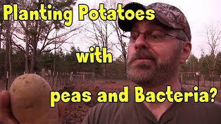 Planting potatoes with peas and Rhizobium bacteria [upl. by Nwahsar]