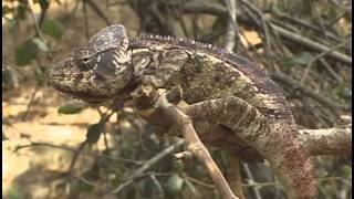 THE CHAMELEONS OF MADAGASCAR [upl. by Akemeuwkuhc]