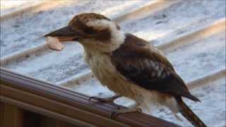 Kookaburra killing chicken neck [upl. by Yentruocal69]