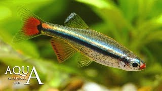 Aquascaping Lab  Tanichthys white cloud mountain minnow fish description fact info scheda tecnica [upl. by Gorrian]