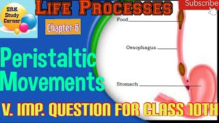 PERISTALTIC MOVEMENT IN FOOD PIPE  HUMANS DIGESTIVE SYSTEM  NUTRITION  CLASS 10 [upl. by Kurtz]