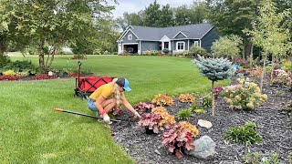 Planting Georgia Peach amp Peach Flambé Heuchera in The Lane Moving Struggling Plants to New Spots [upl. by Asirralc107]