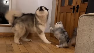 Giant Husky Reacts To Cats He Goes Hyper [upl. by Enirehtak]