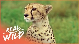 Cheetah The Fastest Apex Predator  Cheetah Price Of Speed  Real Wild [upl. by Steinway]