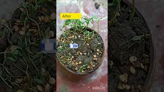 Green Chilli seeds🌿shortsfeed shortvideo mirapakaya seeds plantinghacks gardening harikahome [upl. by Oiracam67]