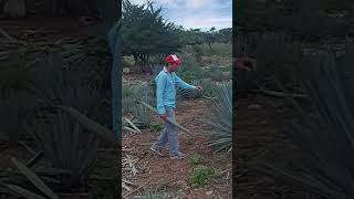 Introducir plantas de agave no endémicas shortvideo plantas [upl. by Alekram]