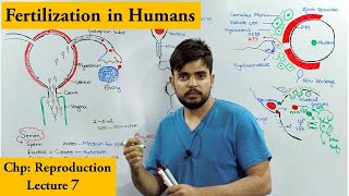 How Fertilization Occurs in Humans  Spermovum interaction [upl. by Dohsar]