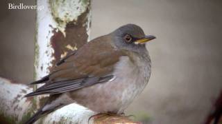 野鳥撮影・ シロハラampアカハラ Pale Thrush amp Brownheaded thrush [upl. by Winebaum]