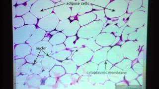 Adipose Connective Tissue [upl. by Aletsirc]