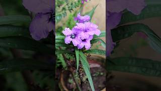 Ruellia simplex or mexican petunia plant flowers shorts [upl. by Fenella]