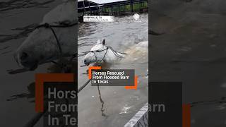 Incredible Horses Rescued from Texas Flooding [upl. by Yvonner]