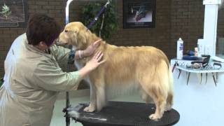 Grooming the Golden Retriever with Lisa Leady [upl. by Suirred]