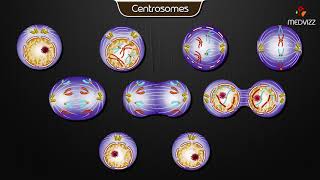 Centrosomes  Animated cell physiology [upl. by Dleifxam806]