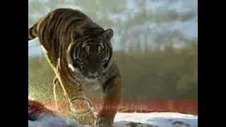 Esso Tiger TV Commercial [upl. by Vachil]