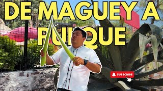 EL MAGUEY VIVE CUANTOS AÑOS  Tierra Querida [upl. by Yelloh]