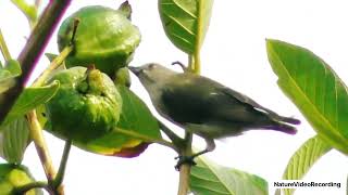 Beautiful Thick Billed Flowerpecker Bird [upl. by Denny501]