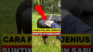 Cara Cerdik Suntik Vitamin Sapi‼️ [upl. by Ivek]