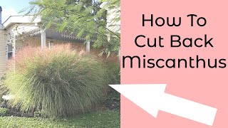 Cutting Back Miscanthus Ornamental Grass [upl. by Aivital]