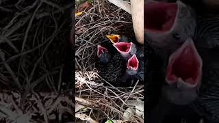 Common myna Birds put food in their mouths fastBird life Nest [upl. by Delora830]