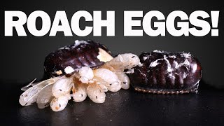 Timelapses of Cockroach Egg Cases Hatching [upl. by Tham451]