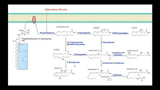 Eicosanoid Biosynthesis Part 2  Leukotrienes [upl. by Latona765]