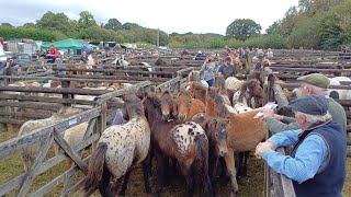 Chagford Pony Sale 2023 [upl. by Mair]