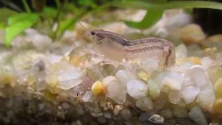 Cambarellus diminutus  Least Crayfish  In its finest colors [upl. by Eilojne]