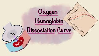 Oxygen Hemoglobin Dissociation Curve  Oxygen transport  Gas Exchange  Respiratory Physiology [upl. by Fachini617]