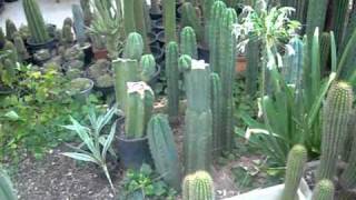 Cacti collection 2010 2 [upl. by Melony271]