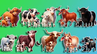 Top 20 Most Popular Cow Breeds 🐮 Learn Animal Names for Kids [upl. by Falo630]