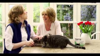 How to apply FRONTLINE® Spot On to cats [upl. by Yodlem]