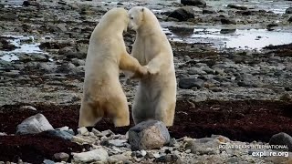 241009 Playing Lodge North Polar Bear exploreorg 10501108 [upl. by Ozzie]