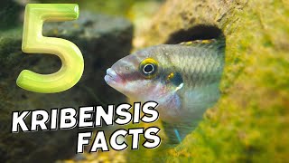 5 FACTS about Kribensis Cichlids Subscriber questions answered [upl. by Ulund210]