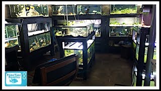 54 Fish Tanks in 13 Minutes Summer 2018 Full Fish Room Tour [upl. by Cora632]