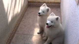 Samoyed puppies sing to Maria Callas [upl. by Anib]