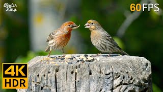 Cat TV for Cats to Watch 😺 Beautiful Birds Enjoy the Summer 🐦 8 Hours 4K HDR 60FPS [upl. by Nnylhtak]