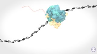 Transcriptional elongation control in developmental gene expression aging and disease [upl. by Jenness]